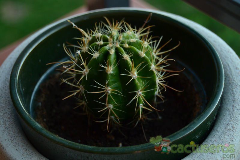 A photo of Coleocephalocereus goebelianus