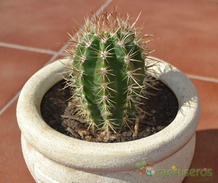 A photo of Coleocephalocereus goebelianus