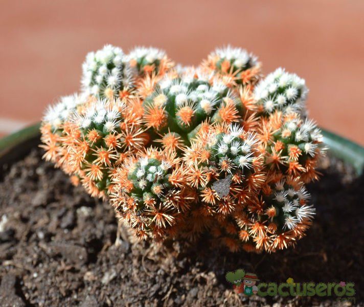 A photo of Mammillaria gracilis cv. Arizona Snowcap