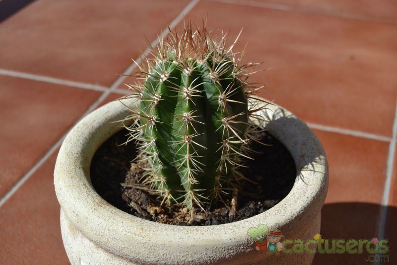 A photo of Coleocephalocereus goebelianus