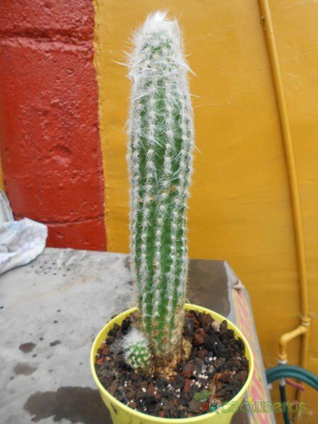 A photo of Oreocereus doelzianus