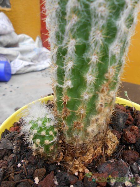 A photo of Oreocereus doelzianus