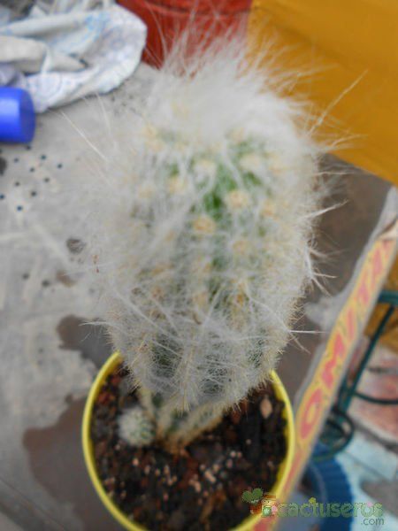 A photo of Oreocereus doelzianus