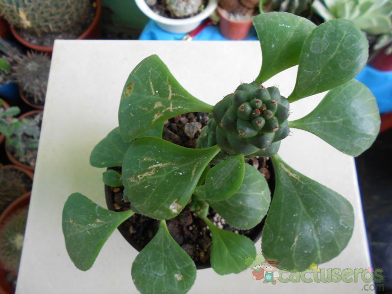 Una foto de Euphorbia ritchiei