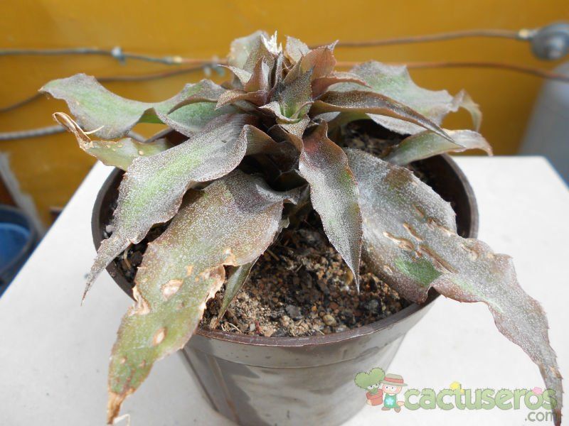 Una foto de Cryptanthus bivittatus