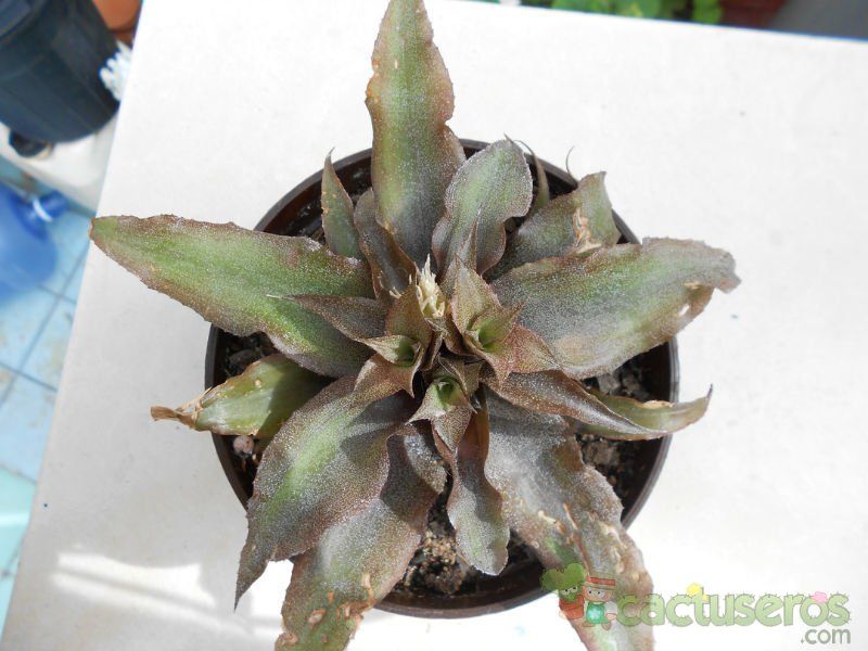 Una foto de Cryptanthus bivittatus