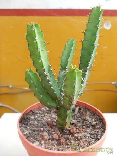 A photo of Euphorbia limpopoana