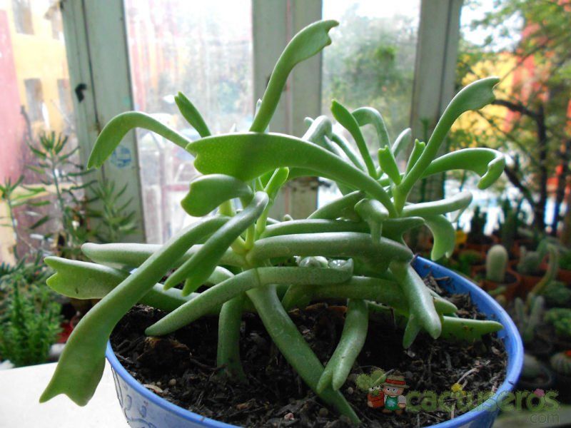 A photo of Rhombophyllum dolabriforme