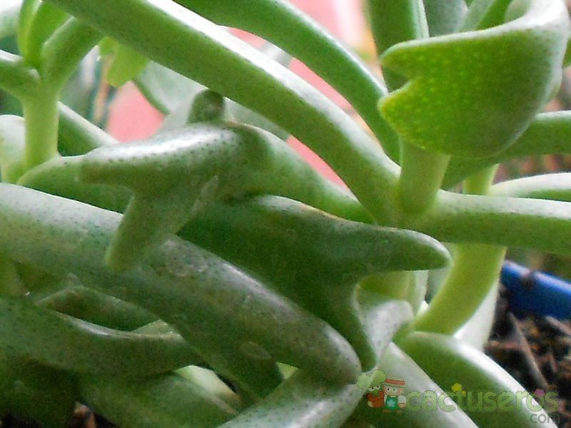 A photo of Rhombophyllum dolabriforme