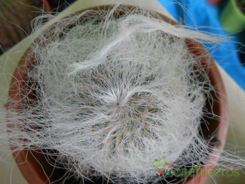 A photo of Cephalocereus senilis