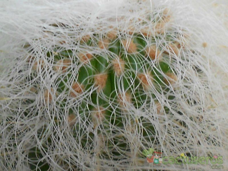 A photo of Cephalocereus senilis
