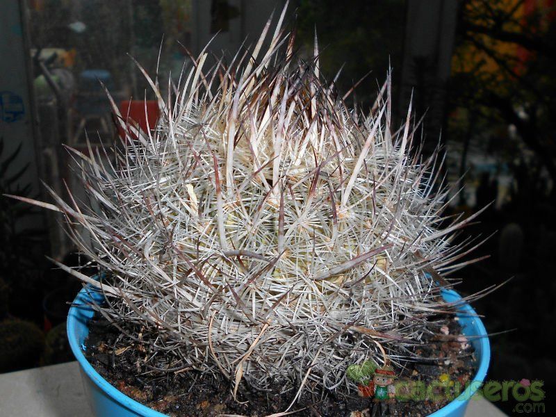 Una foto de Echinomastus unguispinus subsp. durangensis