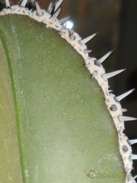Una foto de Pachycereus marginatus