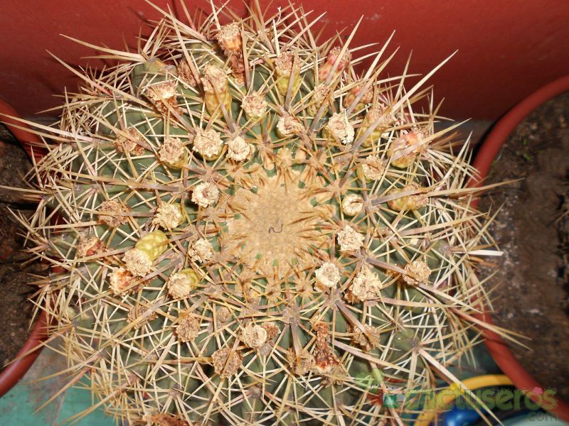 A photo of Ferocactus histrix