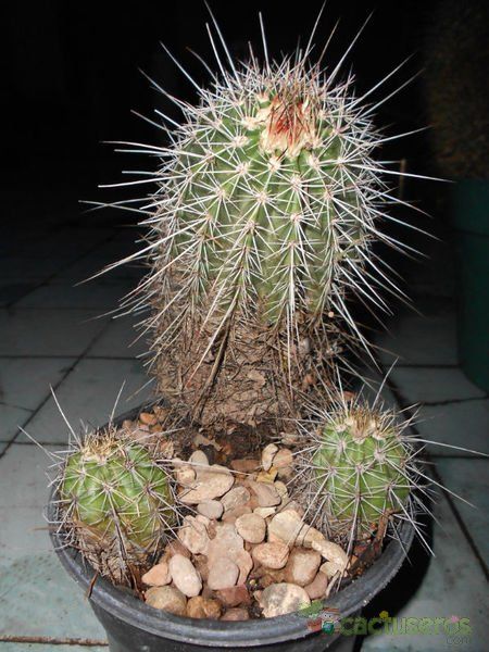 A photo of Echinocereus engelmanii