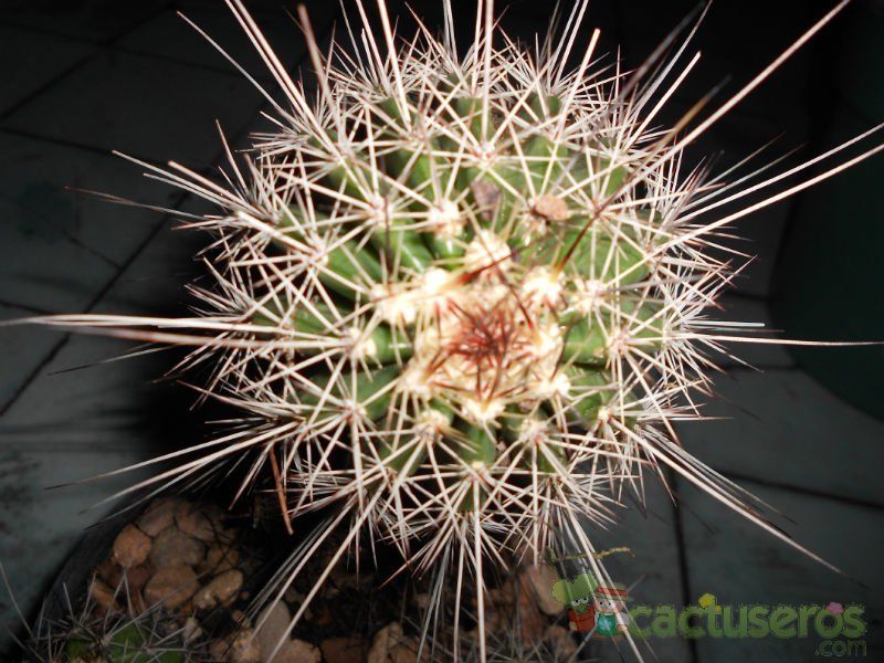 A photo of Echinocereus engelmanii