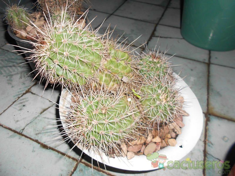 A photo of Echinocereus engelmanii