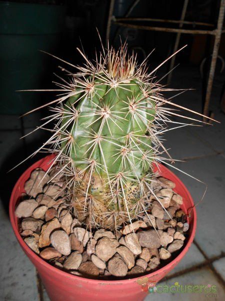 A photo of Echinocereus engelmanii