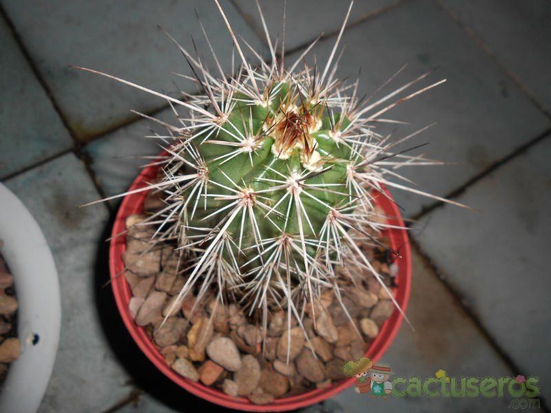 A photo of Echinocereus engelmanii