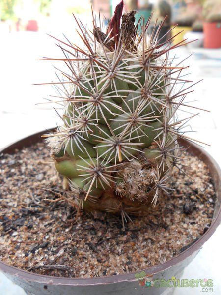 A photo of Coryphantha ottonis