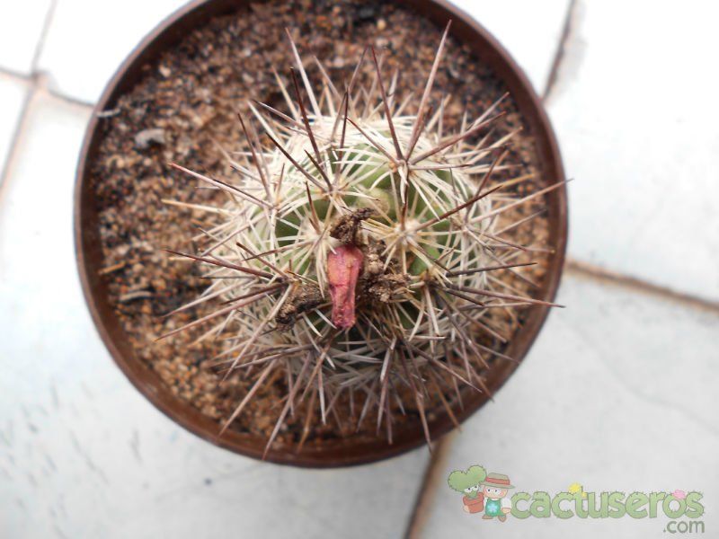 A photo of Coryphantha ottonis