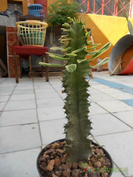 A photo of Euphorbia ammak