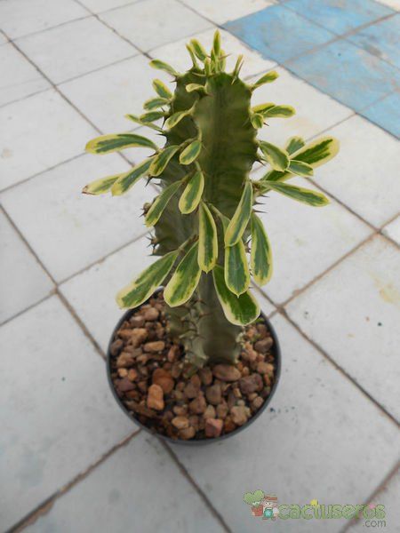 A photo of Euphorbia ammak
