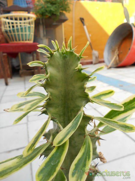 A photo of Euphorbia ammak