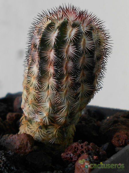 A photo of Echinocereus pectinatus