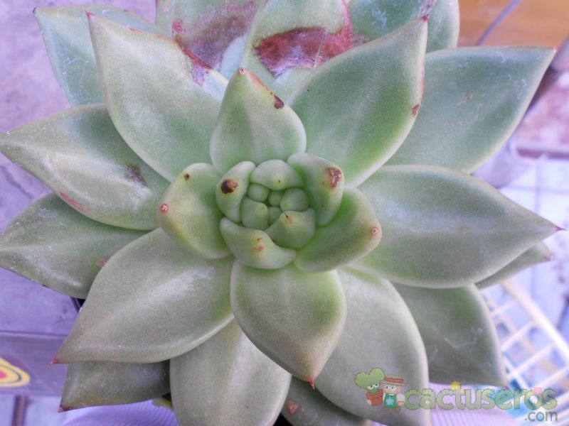 Una foto de Echeveria agavoides cv. aquamarine
