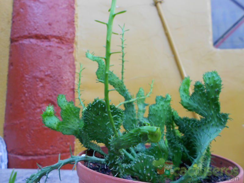 Una foto de Euphorbia flanaganii fma. crestada