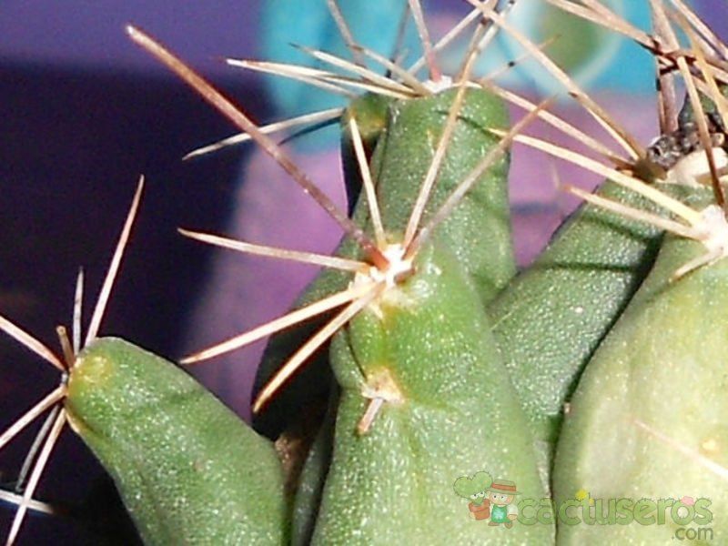 Una foto de Thelocactus tulensis subsp. matudae