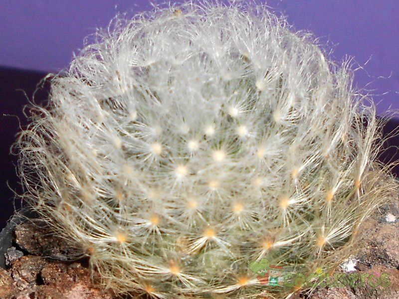 A photo of Mammillaria albicoma
