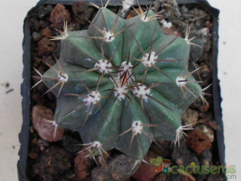 A photo of Melocactus azureus