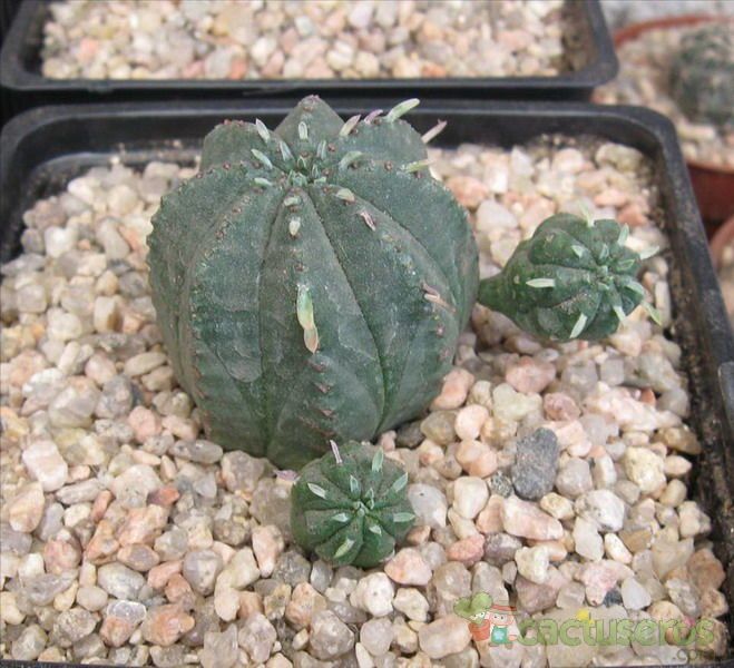 A photo of Euphorbia meloformis