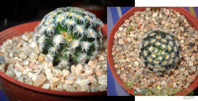 A photo of Mammillaria schiedeana