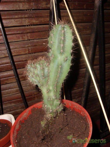 A photo of Cereus jamacaru fma. monstruosa