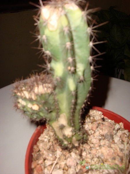 A photo of Cereus jamacaru fma. monstruosa