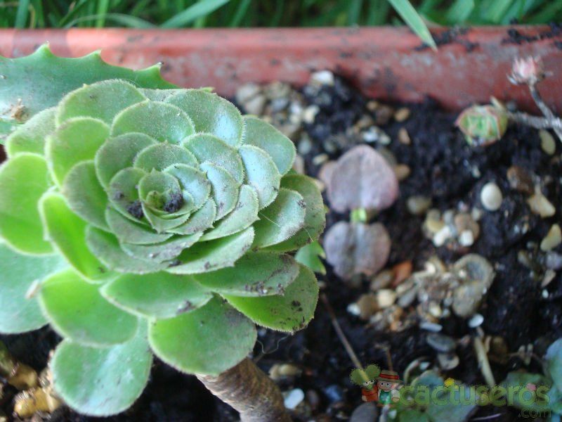 Una foto de Aeonium arboreum var. holochrysum