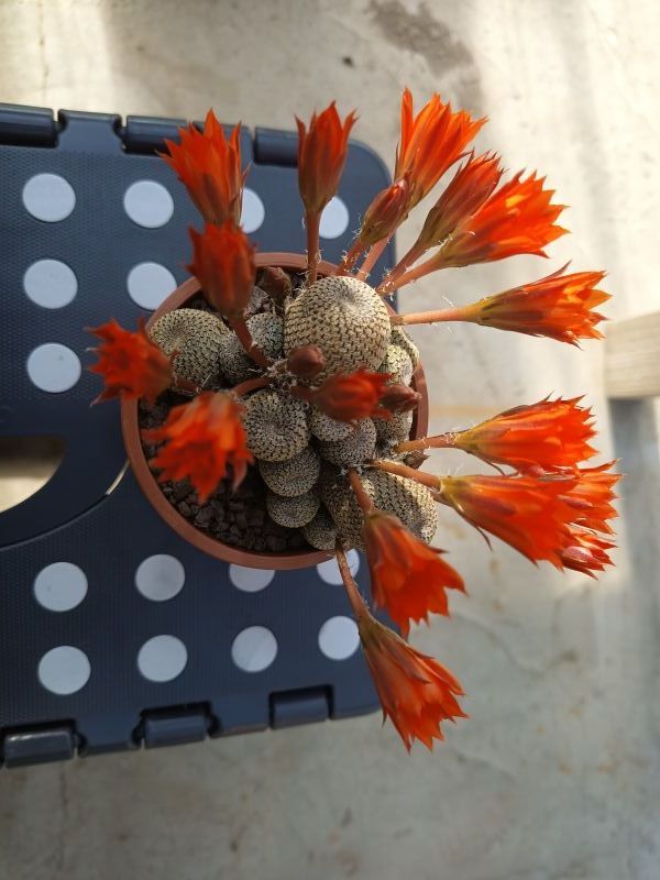 A photo of Rebutia heliosa