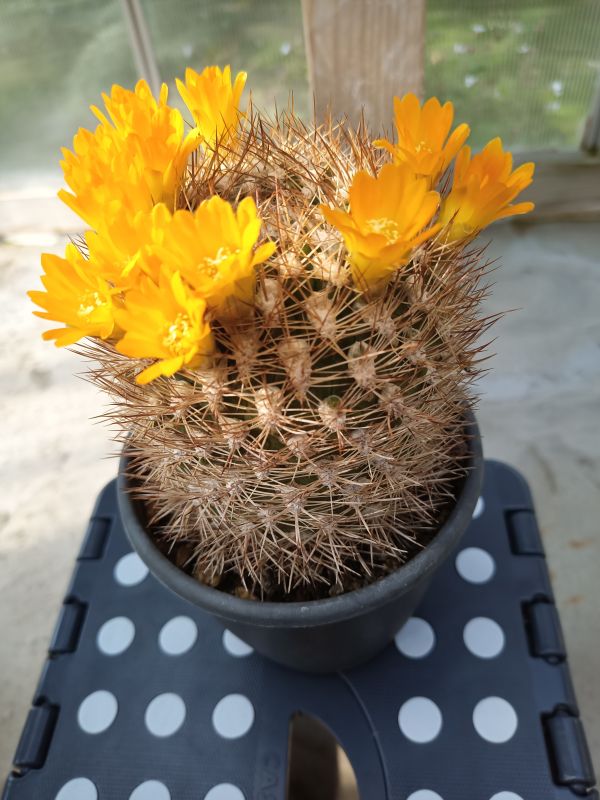 Foto de un cactus que se está identificando actualmente