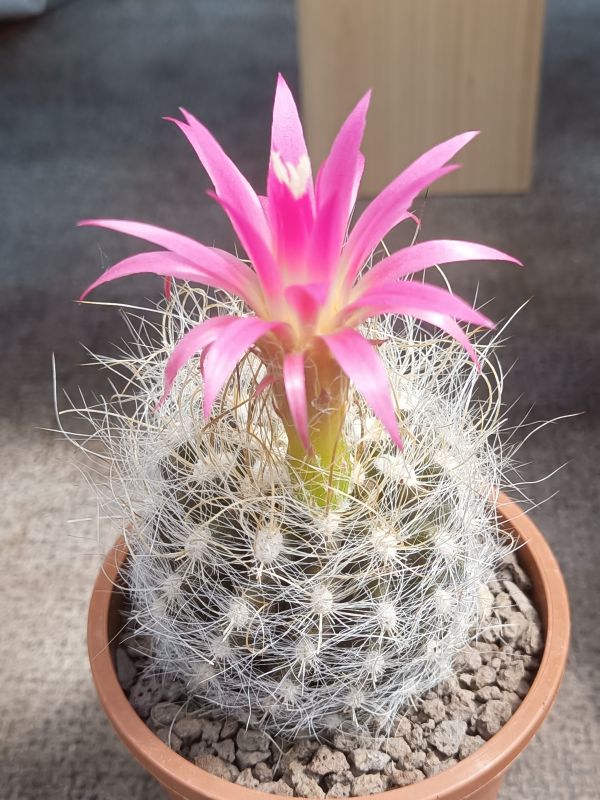 A photo of Eriosyce senilis