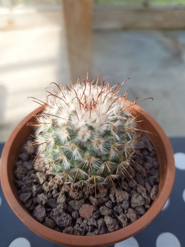 A photo of Mammillaria bombycina