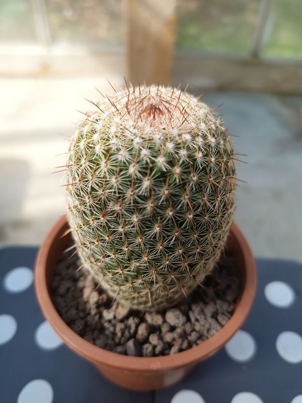 Una foto de Mammillaria matudae