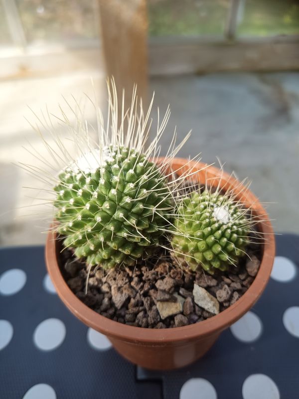 Una foto de Mammillaria spinosissima fma. unpico