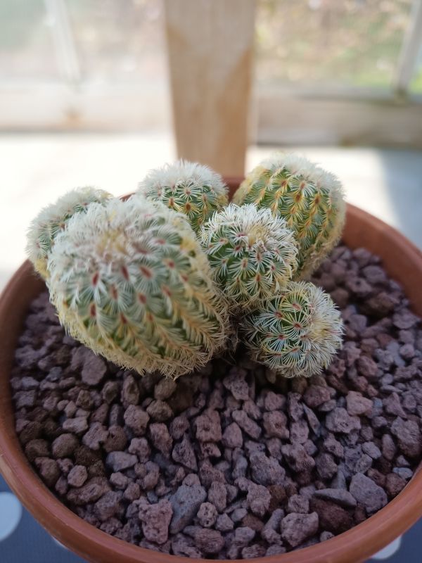 Photo of a cactus currently being identified