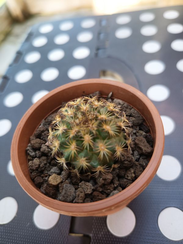 Photo of a cactus currently being identified