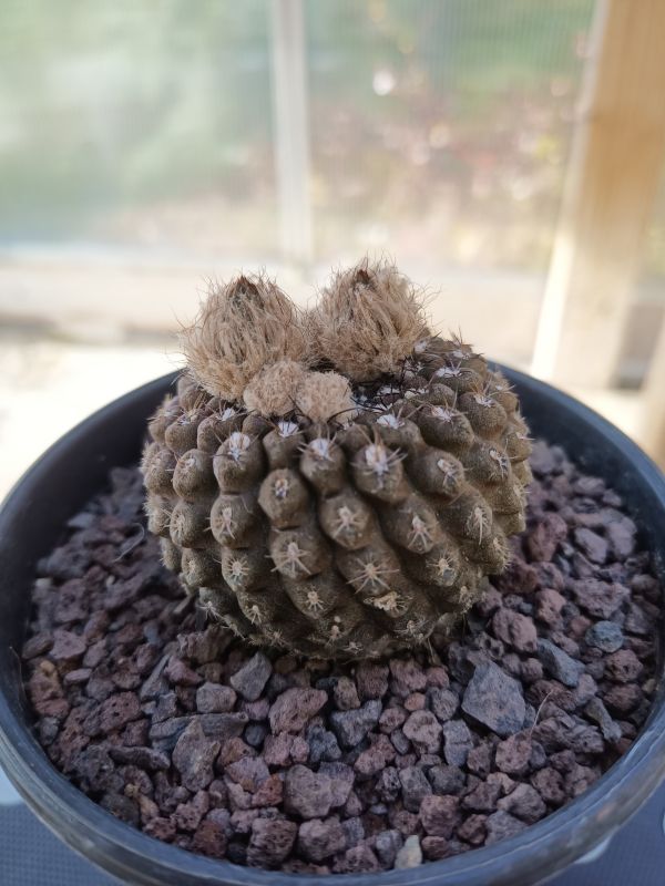 Photo of a cactus currently being identified