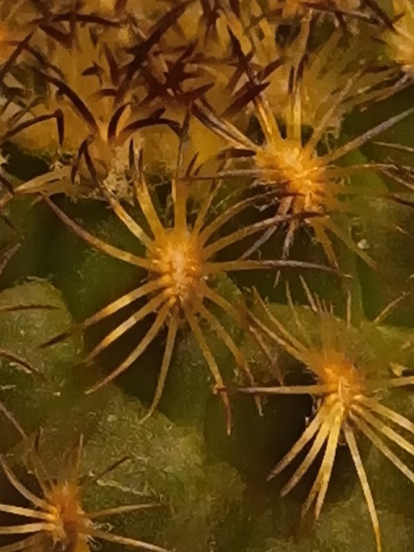 Photo of a cactus currently being identified