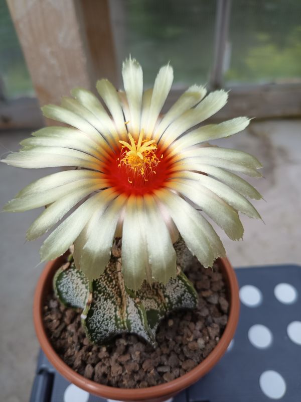 Una foto de Astrophytum capricorne